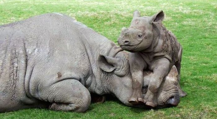 Baby Nashorn